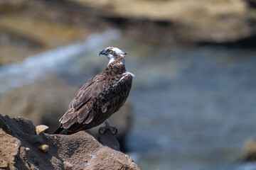 Fototapeta premium Osprey (Pandion haliaetus) at the Cabrillo National Monument in San Diego, CA