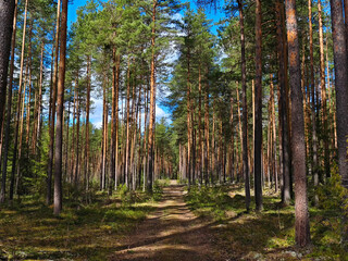 Fototapeta premium Exploring a quiet road through the tall trees of a forest in springtime
