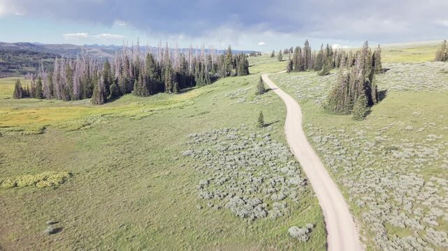 Scenic Aerial View of Winding Dirt Road Through Lush Green Landscape