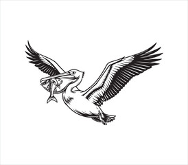 Fototapeta premium Pelican flying with fish in its beak in air wildlife illustration