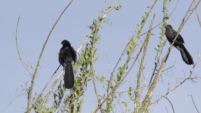 Pair of Smooth-billed Ani (Crotophaga ani) Preening on Tree Branch | Social Tropical Bird Behavior 4K