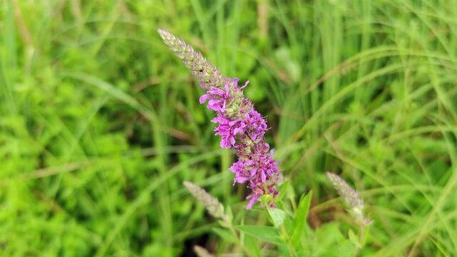 Purple loosestrife flower Lythrum salicaria blooming in field close up