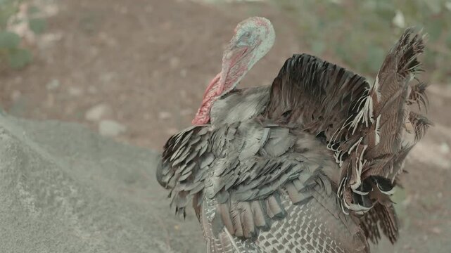 Turkey bird roaming freely in a wildlife park