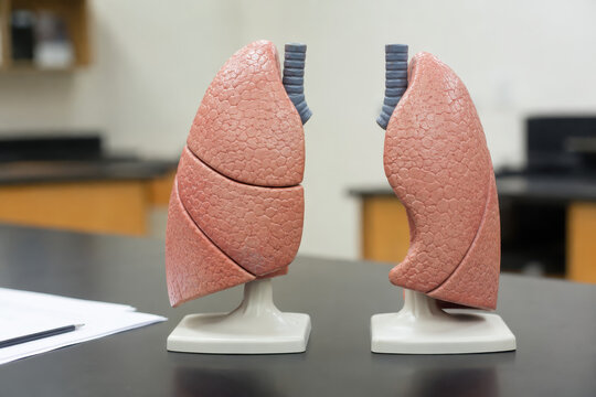 Right Lung and Left Lung Lobe Anatomy Comparison