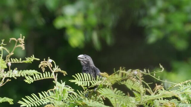 Smooth-billed Ani (Crotophaga ani) Perched with Open Beak on Tree Branch | Tropical Bird Close-Up 4K