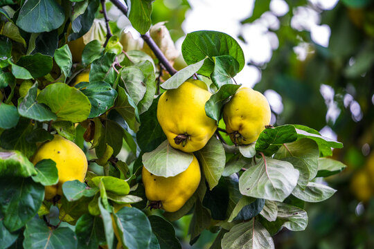 Yellow quinces stand out on the tree branch with their bright color and smooth surface.