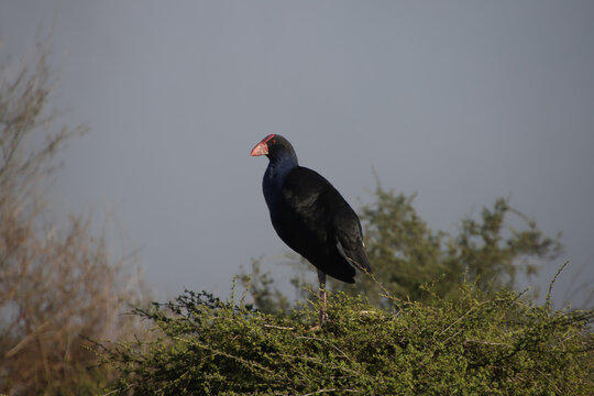 New Zealand Swamphen