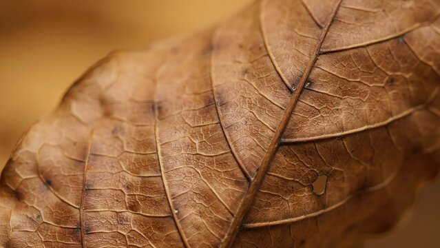 Macro close-up of a dried brown autumn leaf with visible vein patterns
