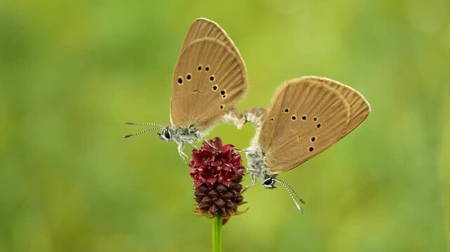 Dusky large blue mating Phengaris nausithous maculinea nausithous butterflies copulation butterfly Lepidoptera Lycaenidae gossamer winged brown wings eyespots ocelli antennae Sanguisorba officinalis