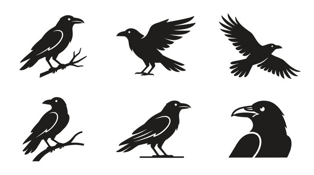 Set of black raven silhouettes in various poses on white background