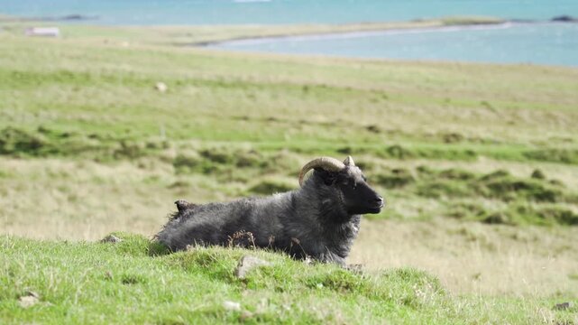 Sheep lying on grass on Iceland during the herding R&eacute;ttir season 