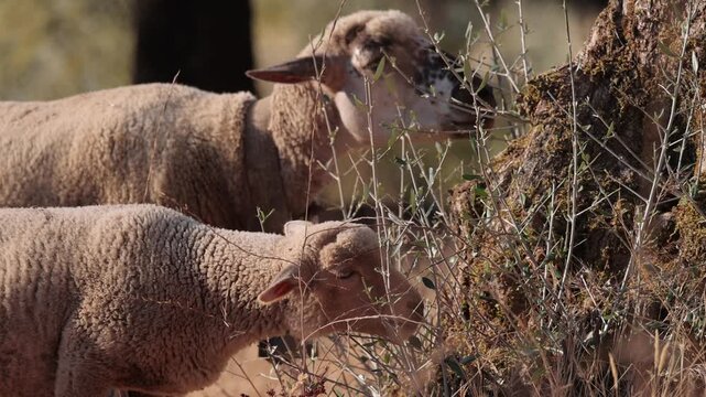Idyllic rural setting with healthy sheep flock peacefully grazing on drought-resistant pasture land interspersed with iconic twisted olive trees, exemplifying Mediterranean agricultural tradition and 