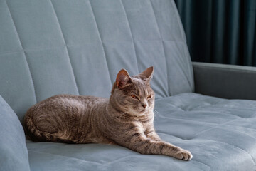 Obraz premium A shorthaired tabby cat rests stretched out on a soft upholstered couch with a neutral color palette.