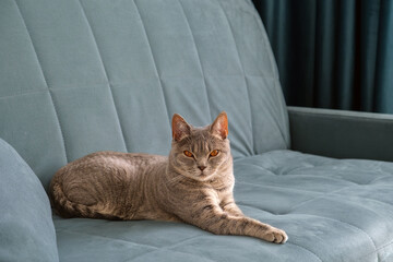 Obraz premium A shorthaired tabby cat rests stretched out on a soft upholstered couch with a neutral color palette.