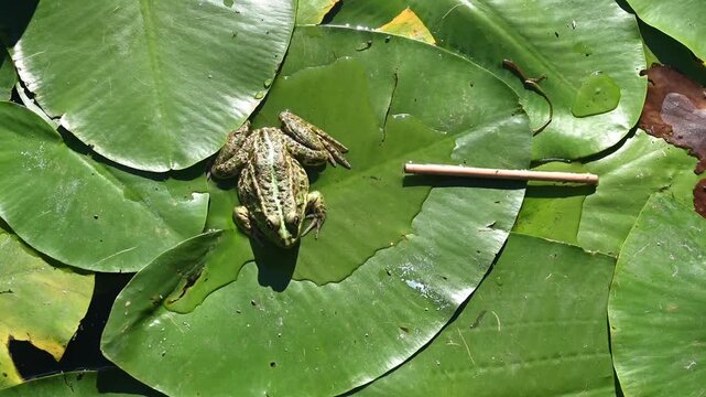 Green frog resting on floating lily pads in a natural pond. Perfect for wildlife, amphibian, wetland, freshwater, and nature concepts.