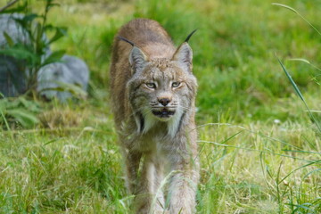 Canada lynx © Colin