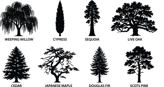Collection of tree black silhouettes set including weeping willow cypress sequoia live oak cedar japanese maple douglas fir and scots pine isolated on white background