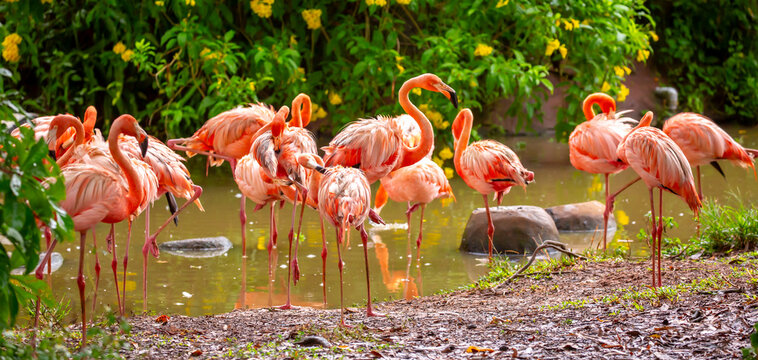 Pink flamingos stroll along the coast. A flock of wild birds. A romantic concept, a tender, loving backdrop. Beautiful nature, a world of wild animals.