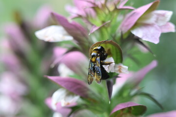 bee on pink flower © Norman