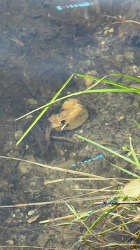 Demoiselle dans un&eacute;tang. Libellule sur un feuille au bord du lac