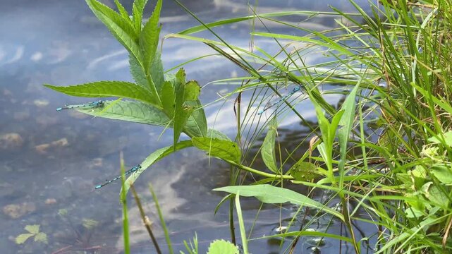 Demoiselle dans un&eacute;tang. Libellule sur un feuille au bord du lac	