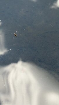 Gerris sur un lac. Patineurs d'eau sur l'eau. Araign&eacute;es d'eau, Qu&eacute;bec, Canada.