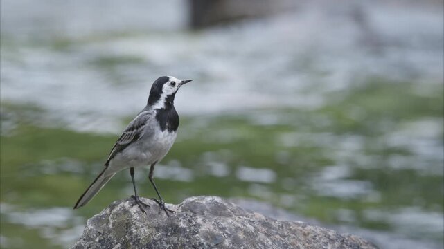 Close-up of a bird (mountain wagtail) perched on a rock in front of the river.