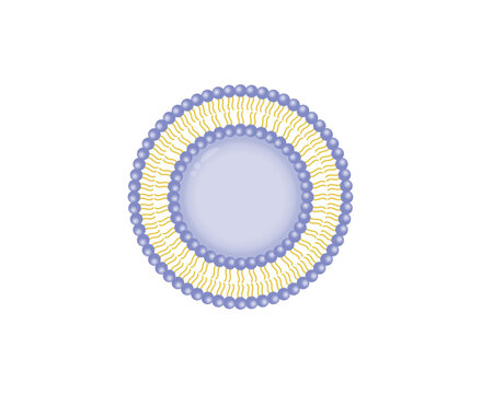 Liposome structure, phospholipid bilayer with hydrophilic head and hydrophobic tails. Drug delivery.