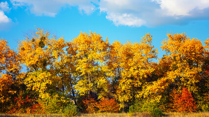 Obraz premium Colorful autumn forest against blue sky