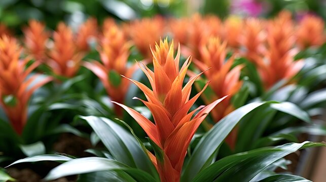 Orange guzmania bromeliads are showcasing their striking inflorescences and lush green foliage, creating a vibrant botanical display in a tropical greenhouse environment