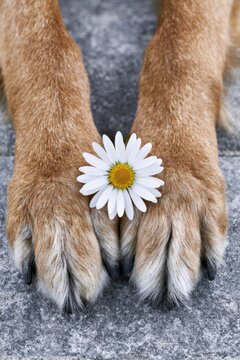 Large brown dog paws resting gently on gray stone surface with a white daisy flower placed between them, showcasing a serene and natural composition