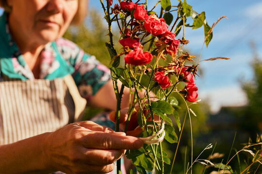 A person works in a garden, caring for rose plants. They clip branches and check the flowers while enjoying warm afternoon sunlight