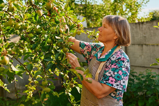 A woman is standing in a garden, carefully picking fruit from a tree. She is focused on her task as the sunlight shines on the green leaves around her