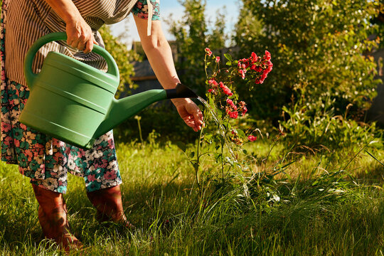 A person waters blooming flowers with a green watering can in a grassy area. It is a bright afternoon with clear skies and sunlight shining down
