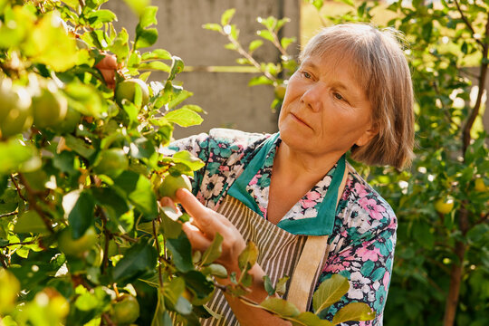 A woman carefully checks the fruit on a tree in her garden. She reaches out to pick a ripe apple. The sun shines brightly on the leaves as she focuses on her task