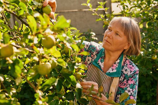 A woman is carefully selecting apples from a tree in her garden. The sunlight highlights the green leaves and ripe fruits. It is summer