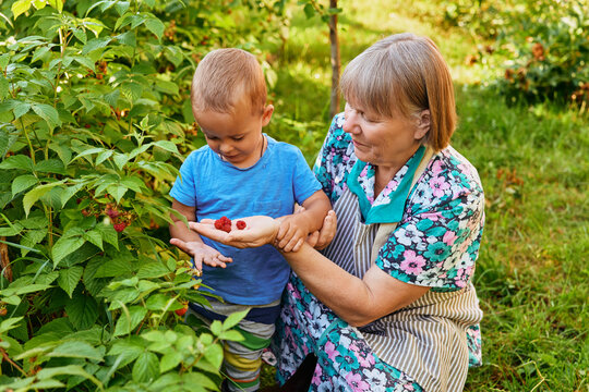 An elderly woman shows a young boy how to pick raspberries in a garden. They smile as they explore the plants under the sun. Green leaves surround them