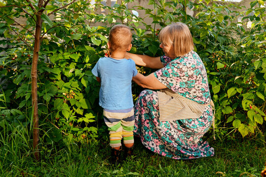 A child stands next to a grandmother as they pick berries together. They are surrounded by green plants in a garden. The sun is setting behind them