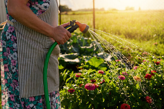 A person waters colorful flowers with a hose. The sun shines over a green field, and plants grow in the background. Bright flowers bloom near the gardener