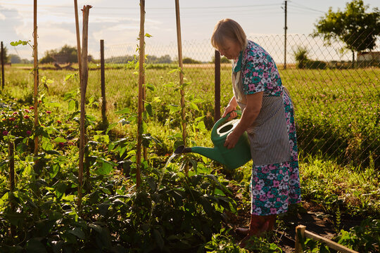 A woman stands in a garden holding a watering can and watering the plants. It is daytime, and there are trees and a fence in the background