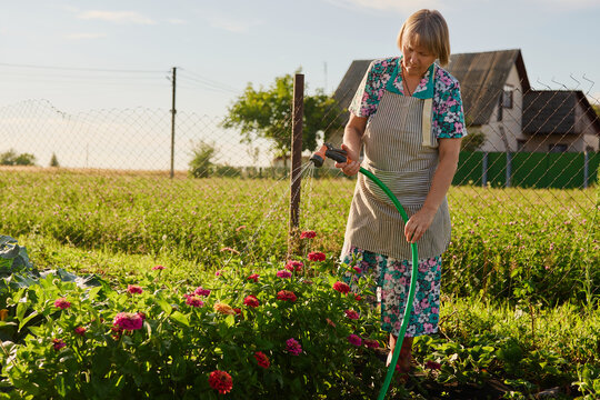 A woman in a garden waters vibrant flowers using a hose. The house is in the background and the sun shines on the green grass