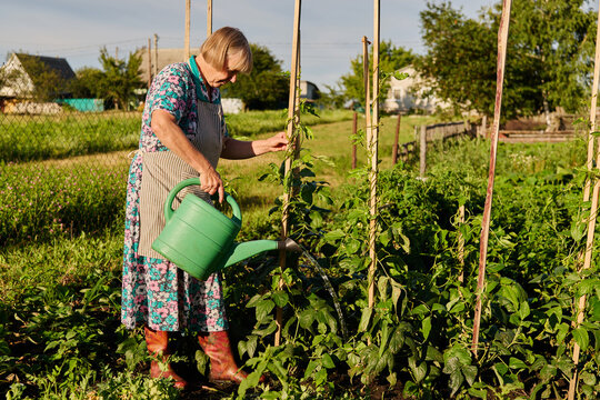 A woman pours water on her plants in a garden. She wears a floral dress and boots. The sun shines down on the green plants in a rural setting with a fence nearby