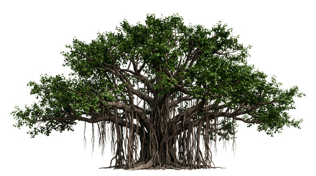 Large spreading banyan tree with hanging aerial roots on transparent background with base isolated transparent
