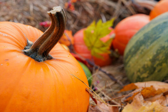 Vibrant pumpkins and gourds nestled in autumn leaves on a crisp fall afternoon