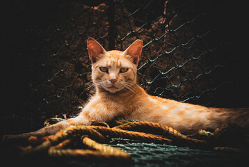 Orange cat resting in warm light, relaxed animal portrait with rustic outdoor background.  © rumata79