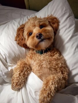 Dog relaxing on a bed with soft pillows at home in the morning light enjoying a cozy moment