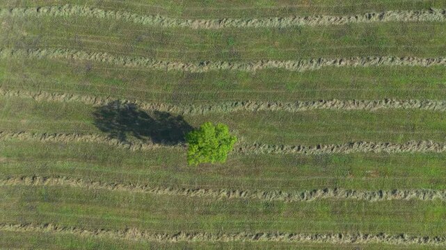 Aerial drone view of the summer landscape of green meadows near Villacarriedo. Pasiegos Valleys. Cantabria, Spain, Europe
