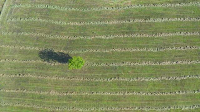 Aerial drone view of the summer landscape of green meadows near Villacarriedo. Pasiegos Valleys. Cantabria, Spain, Europe