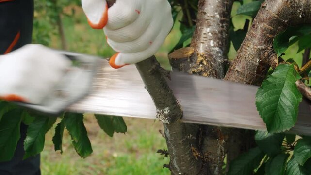 Person using handsaw to cut tree branch in garden, showcasing the progression from sawing to completed cut with green foliage surrounding