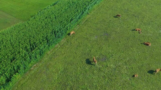 Aerial drone view of the summer landscape of green meadows near Villacarriedo. Pasiegos Valleys. Cantabria, Spain, Europe